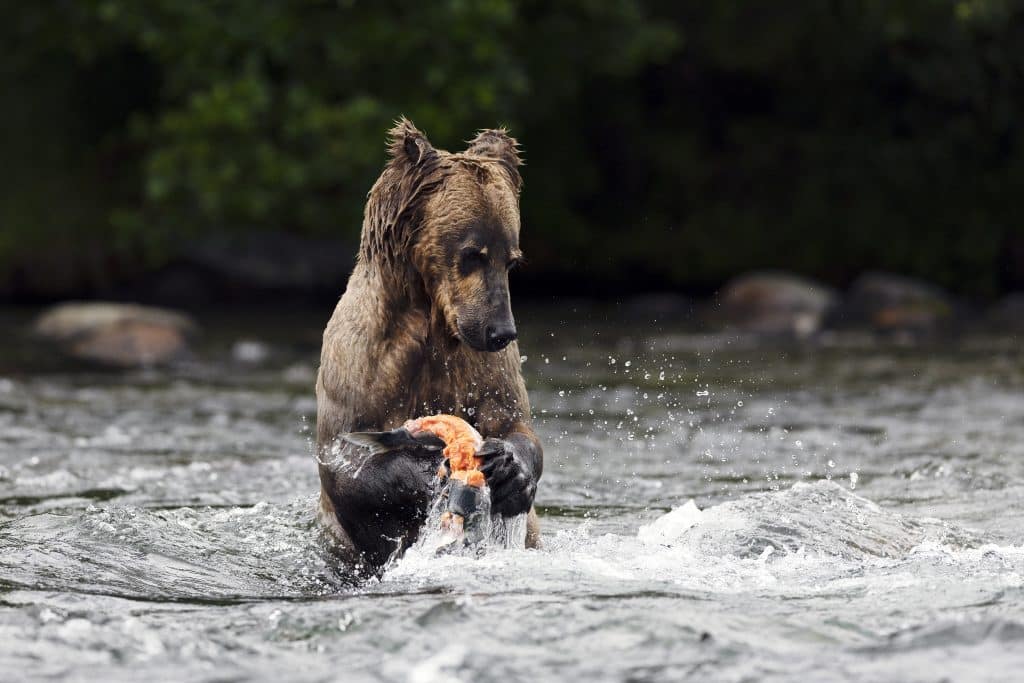 Die laichenden Fische stehen so dicht in der Bachmündung, dass sich die hungrigen Bären nur bedienen müssen. Foto: © Silversea Cruises